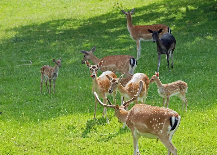 Hotel Restaurant zum Dörenberg Bad Iburg