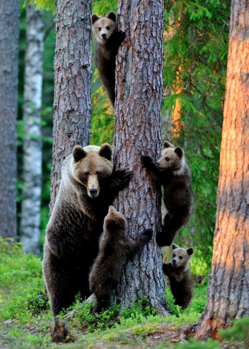 Una famiglia di orsi nella foresta, Finlandia. ©ErikMandre/Getty Images/iStockphoto