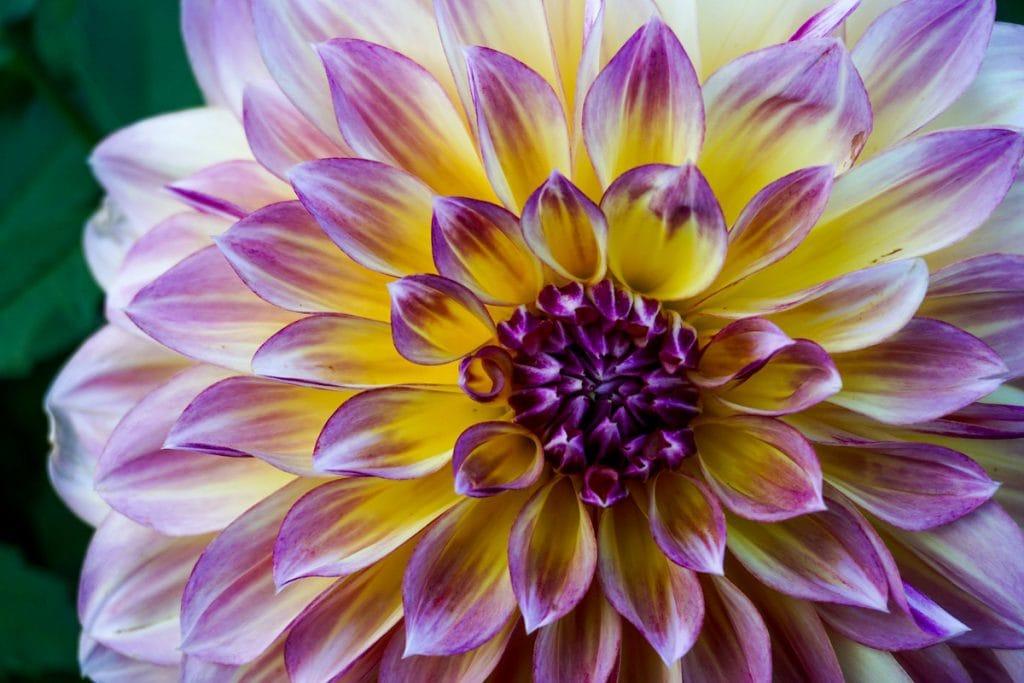 One of the beautiful flowers found at Butchart Garden's Victoria BC.