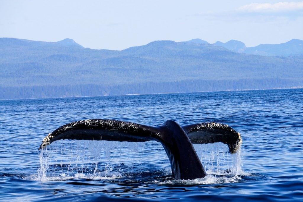 Humpback whale watching in Canada.