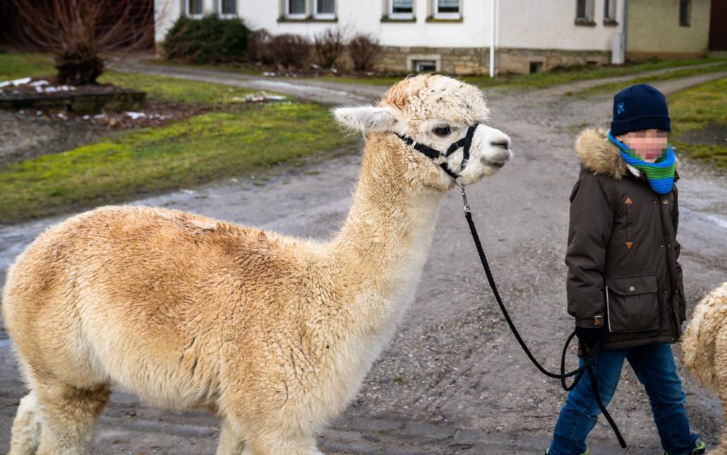 Alpaka Wanderungen Hohenloher Alpakahof